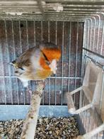 Prachtige putter kanarie., Mannelijk, Wildzangvogel, Geringd