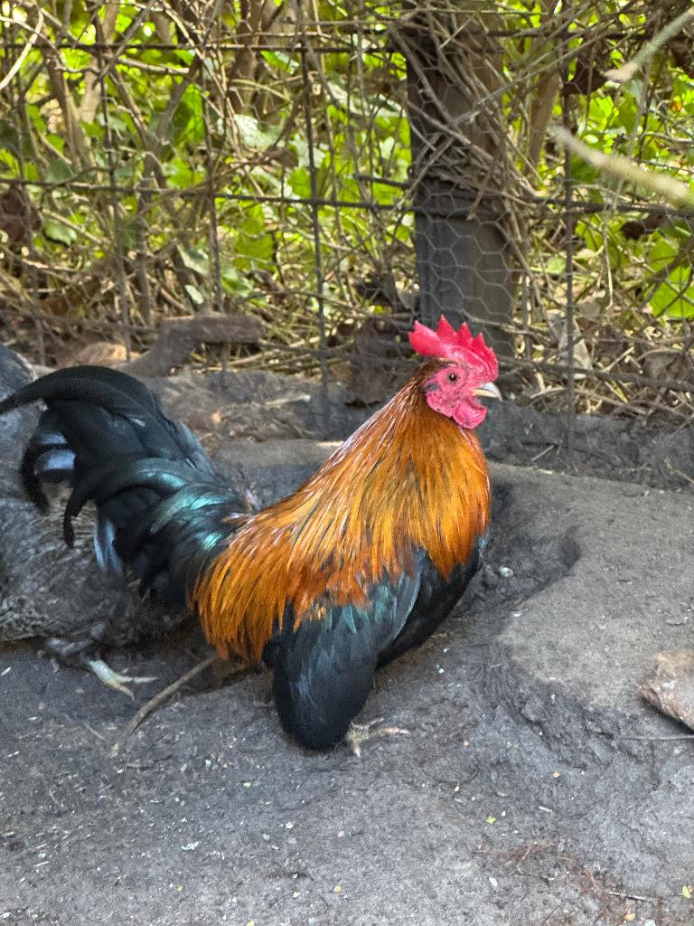 Serama haan, Mannelijk, Kip