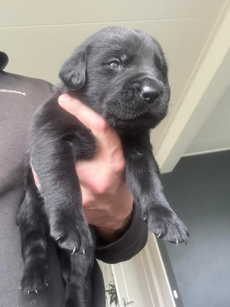 Labrador pups, Dieren en Toebehoren, Honden | Retrievers, Spaniëls en Waterhonden, 8 tot 15 weken, Labrador retriever, Parvo, Meerdere