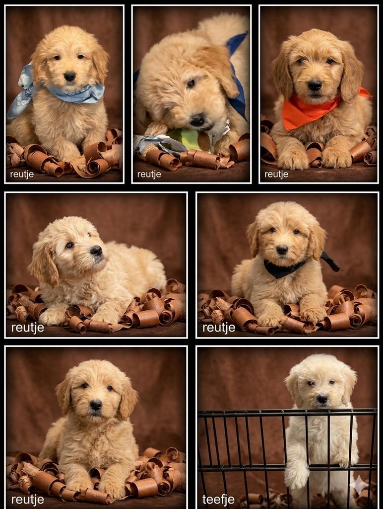 Labradoodle  F4 medium pups., Dieren en Toebehoren, Honden | Retrievers, Spaniëls en Waterhonden, Nederland, Parvo, Overige rassen