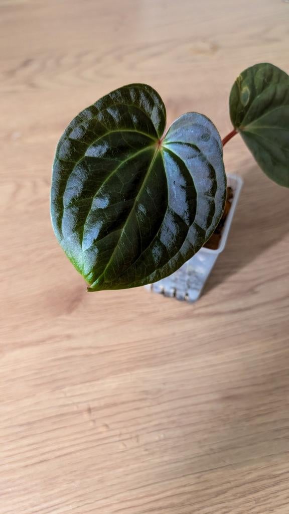 Anthurium Besseae x Luxurians, Huis en Inrichting, Kamerplanten, Ophalen of Verzenden, Halfschaduw, Minder dan 100 cm