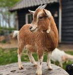 Camel tan maanvlek dwerggeit, Dieren en Toebehoren, 0 tot 2 jaar