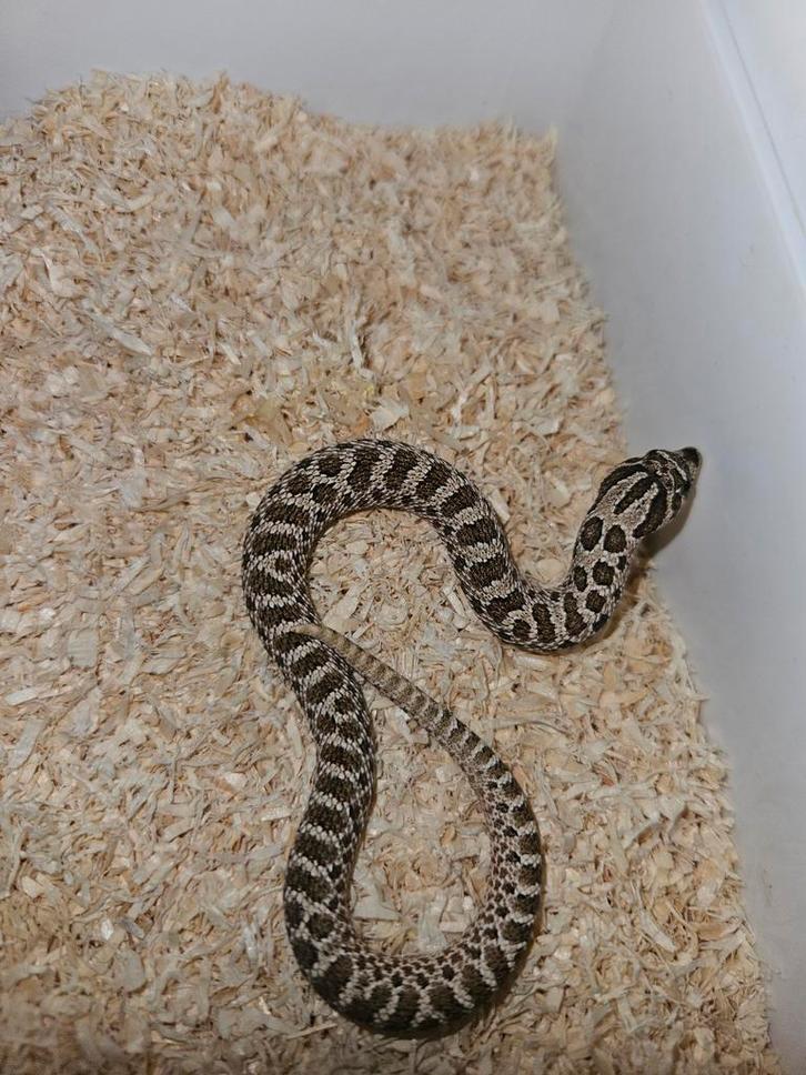 Wild kleur Haakneusslangen/Heterodon Nasicus Hognose Snake - male for sale from Jurian