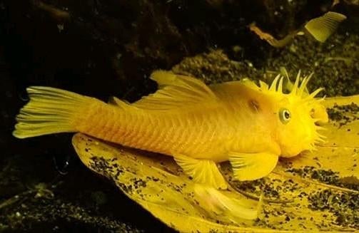 Te koop!
L144 "Blue Eyes" shortfin man., Dieren en Toebehoren, Vissen | Aquariumvissen, Vis, Zoetwatervis