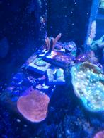 Koraal stekjes te koop vanaf 5,-, Ophalen of Verzenden, Nieuw, Gevuld zeewateraquarium