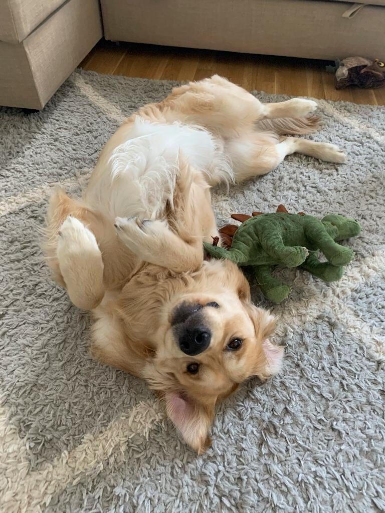 Dieren oppas/Petsitting in Ede, Diensten en Vakmensen, Dieren | Honden | Verzorging, Oppas en Les, Uitlaatservice