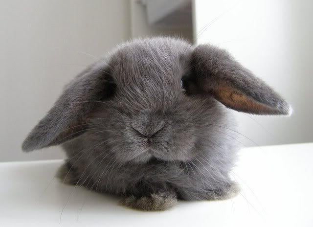 Dwerg hangoor konijntjes - jong - 6/7 weken - Raszuiver, Mannelijk, Dwerg, Hangoor, 0 tot 2 jaar