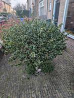 Euonymus japonicus Japanse kardinaalsmuts boompje, Tuin en Terras, Planten | Bomen, Overige soorten, Lente, 100 tot 250 cm, Ophalen