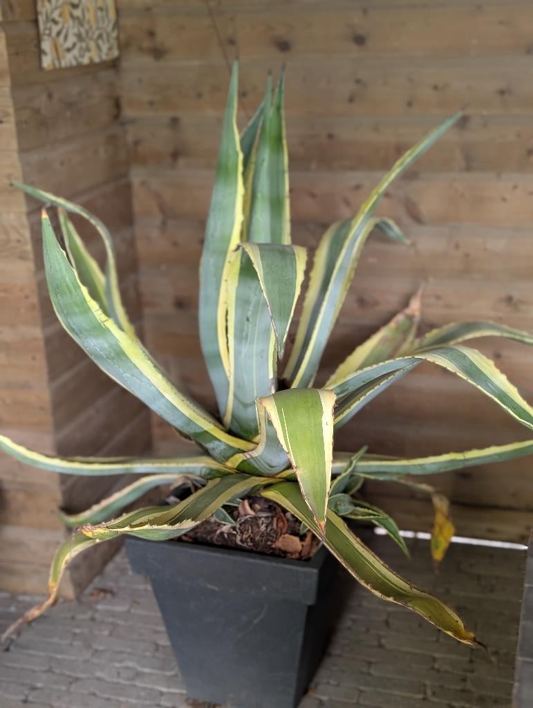 Grote Agave Americano met Pot, Tuin en Terras, Planten | Tuinplanten, Volle zon, Vaste plant, Bloeit niet, Ophalen