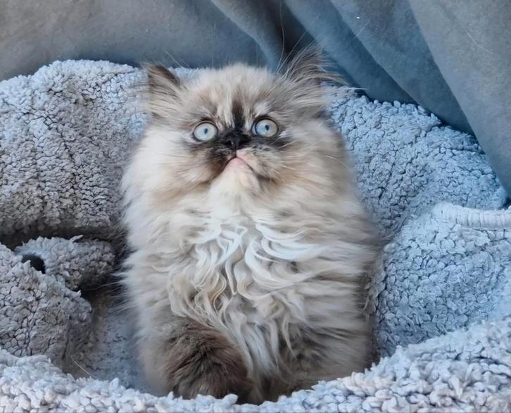 Britse langhaar kittens, Dieren en Toebehoren, Katten en Kittens | Raskatten | Langhaar, Meerdere dieren, 0 tot 2 jaar, Ontwormd