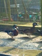 Carolina siereenden, Dieren en Toebehoren, Meerdere dieren, Kip