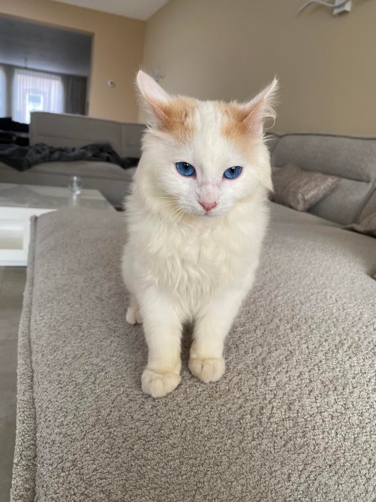 Kitten tekoop!!, Dieren en Toebehoren, 0 tot 2 jaar