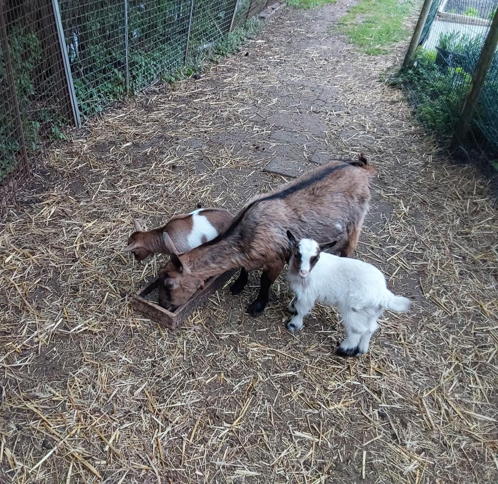 Dwerggeitje 2 jaar oud. Met lammetjes, Mannelijk, Geit