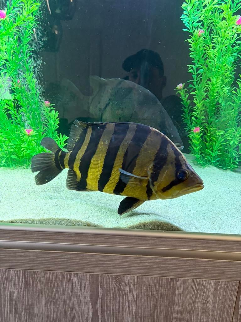 Datnioides Microlepis Sumatra tijgerbaars, Dieren en Toebehoren, Vissen | Aquariumvissen, Vis, Zoetwatervis, Schoolvis