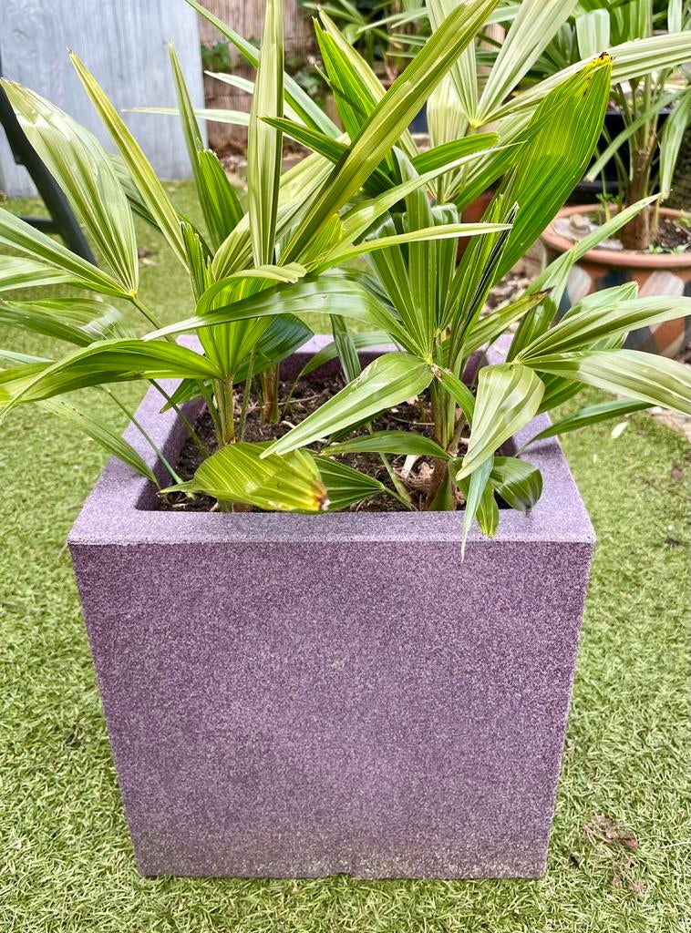 Plantenbakken met jonge palmen. Capi bakken, Ophalen, Kunststof, Minder dan 30 cm, Minder dan 60 cm