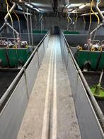 Hokinrichting voor biggen [242], Meerdere dieren, Schaap