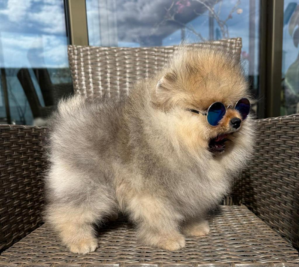 Pomeriaan, Dieren en Toebehoren, Honden | Poolhonden, Keeshonden en Oertypen, 8 tot 15 weken, Buitenland, Parvo, Eén hond