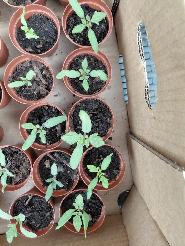 Cherry tomaat plantjes, Tuin en Terras, Ophalen