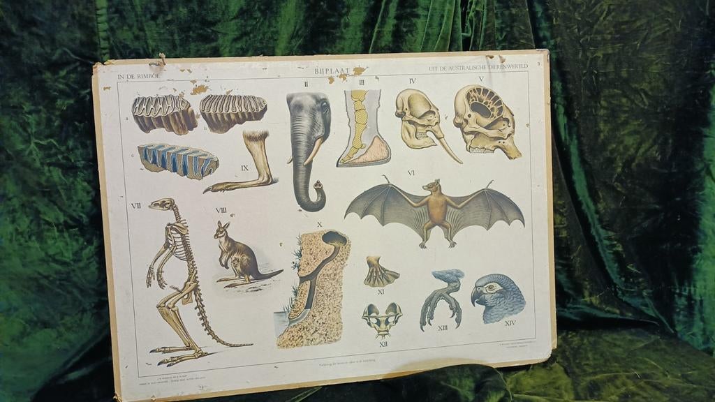 Vintage Schoolplaten: Biologie, Natuur & Aardrijkskunde, Ophalen of Verzenden