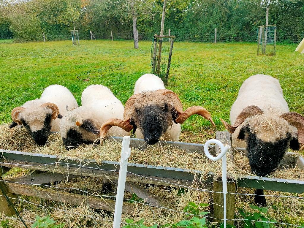 Koppel walliser schwarznase stamboek, Meerdere dieren, Schaap