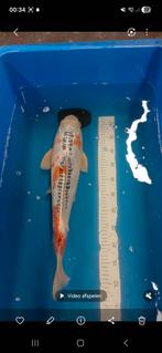 Shusui 55 cm koi, Karper of Koi
