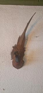 Opgezette fazant, Ophalen, Zo goed als nieuw, Vogel, Opgezet dier