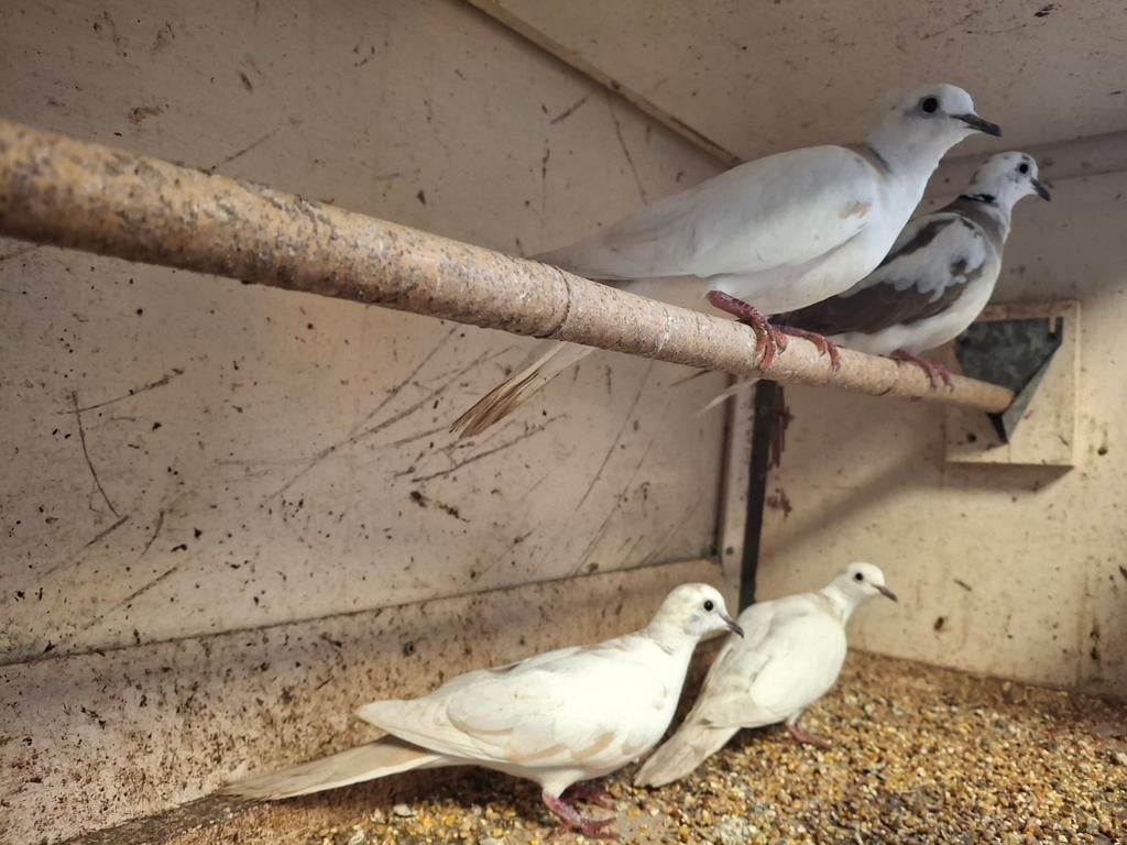 Bonte tortelduiven, Meerdere dieren, Overige soorten