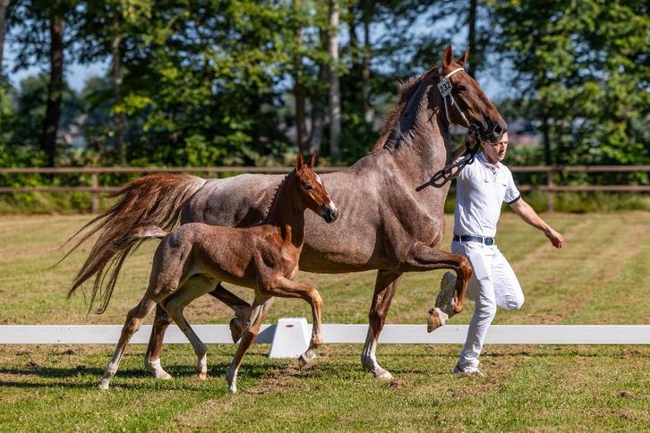 Tuigpaard hengst, Dieren en Toebehoren, Paarden, Hengst, Minder dan 160 cm, 0 tot 2 jaar, Tuigpaard