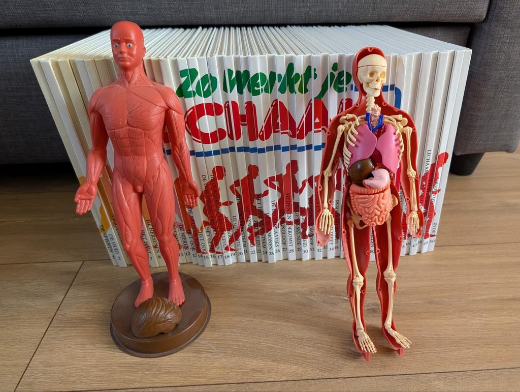 Complete set 'Zo werkt je lichaam' + Anatomische Pop (Henco), Medisch, Complete serie, Nieuw, Ophalen of Verzenden