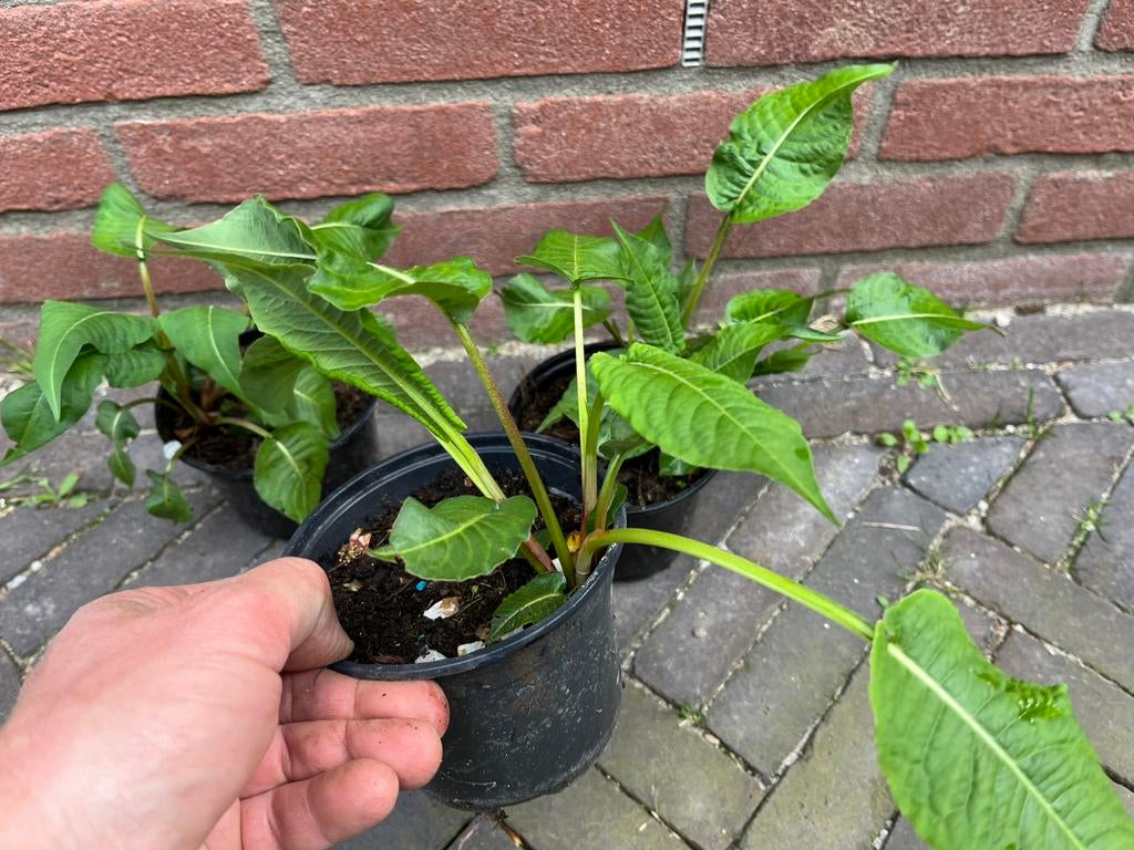 Persicaria amplexicaulis ‘speciosa’, Tuin en Terras, Planten | Tuinplanten, Ophalen, Overige soorten, Volle zon