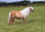Prachtige NSPS palomino KROON merrie, Merrie, Met stamboom, A pony (tot 1.17m), Onbeleerd