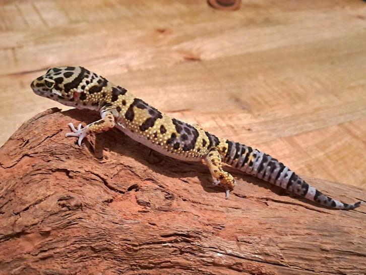 Luipaardgekko man Leopard Gecko - male for sale from wendy