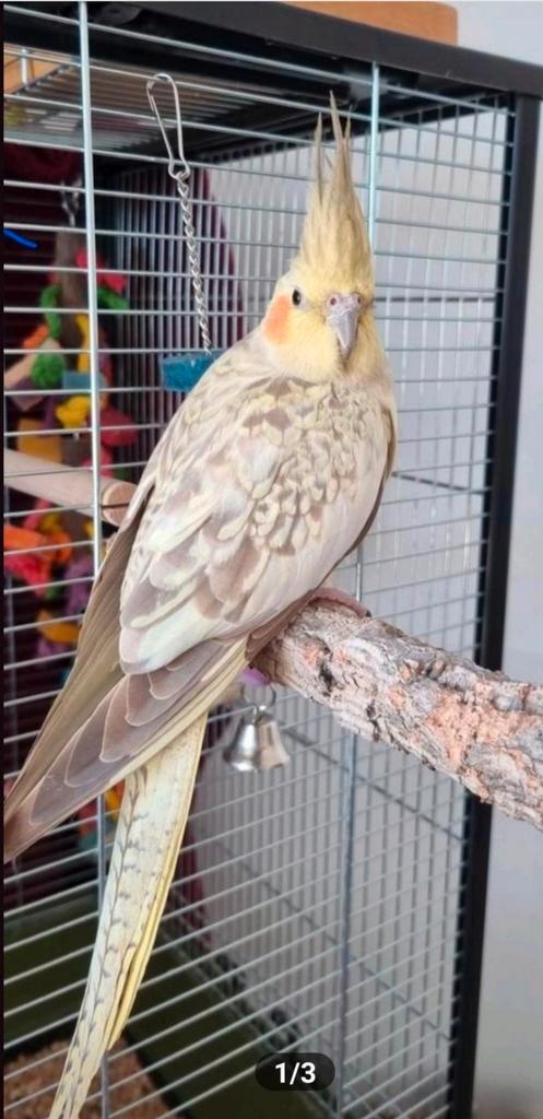 Valkparkiet vrouw, Dieren en Toebehoren, Vogels | Parkieten en Papegaaien, Parkiet, Vrouwelijk