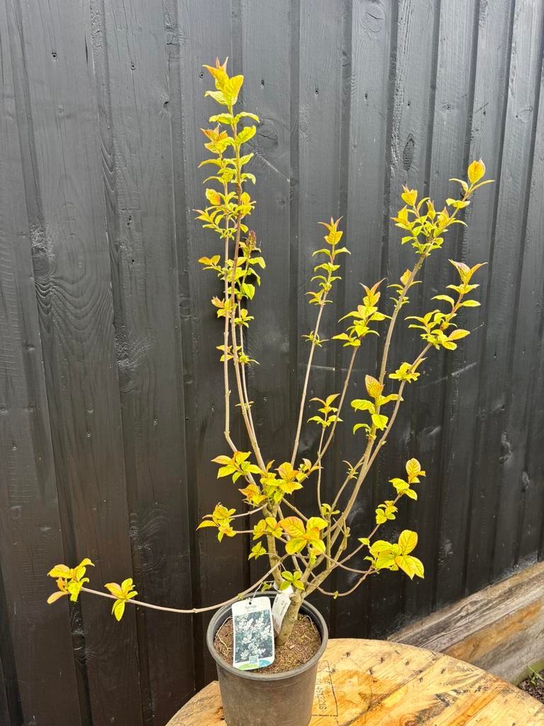 Sering, Ophalen of Verzenden, Overige soorten, Minder dan 100 cm