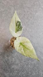 Alocasia Regal Shield Albo Variegata, Ophalen of Verzenden, Halfschaduw, Minder dan 100 cm