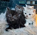 🤎🤎 5 lieve brits korthaar chocolade cinnemon 🤎🤎, Meerdere dieren, Gechipt