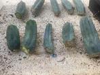 Cactus Tricocereus Bridgesii gewortelde stekken 20=27 cm, Ophalen of Verzenden, Cactus, Volle zon, Minder dan 100 cm