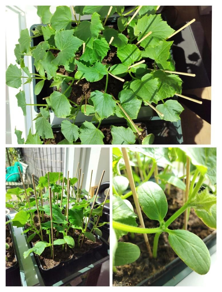Komkommer stekjes Marketmore, Tuin en Terras, Ophalen, Eenjarig, Groenteplanten, Volle zon