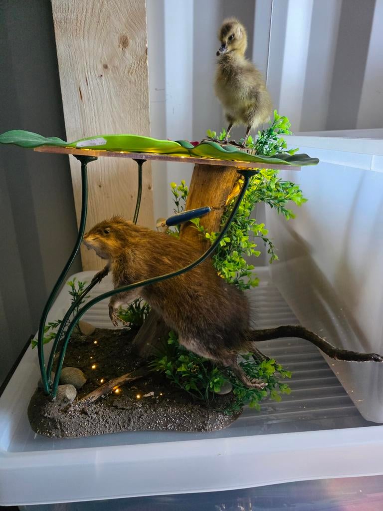 Opgezette Beverrat met kuiken taxidermie opgezette dieren, Ophalen of Verzenden, Gebruikt, Vogel, Opgezet dier