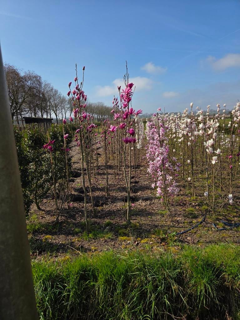 Magnolia susan (tulpenboom), Overige soorten, Lente, Ophalen, Volle zon