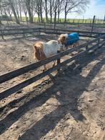 Shetlander stalling aangeboden, Dieren en Toebehoren, Stalling