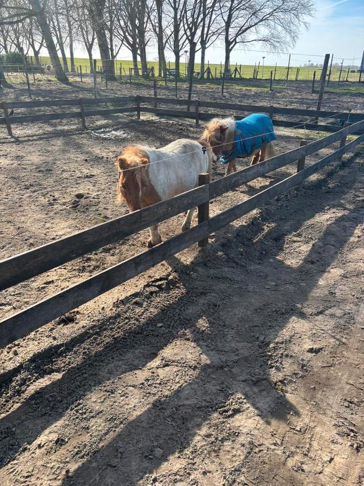 Shetlander stalling aangeboden, Dieren en Toebehoren, Stalling en Weidegang, Stalling