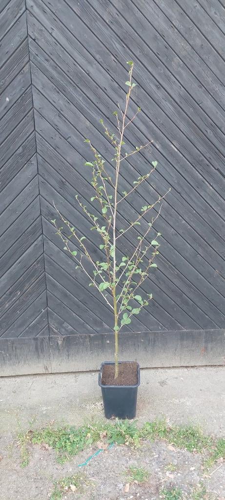 Hazelaar boompje 180cm op pot, Ophalen