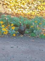 Barnevelder goudgezoomde kippen - Tegen de leg - Vriendelijk, Dieren en Toebehoren, Vrouwelijk, Kip