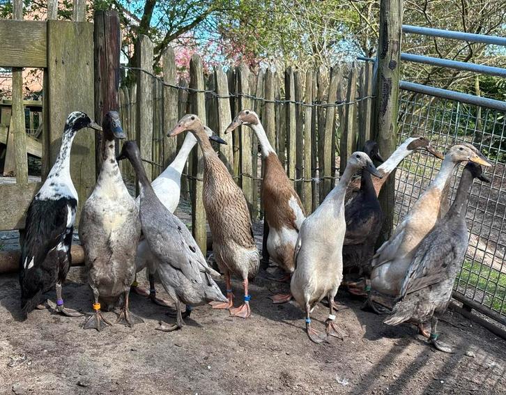 Broedeieren te koop fokcentrum Indische Loopeenden, Dieren en Toebehoren, Pluimvee, Eend, Geslacht onbekend
