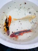 Koi karpers te koop! Diverse maten, Karper of Koi
