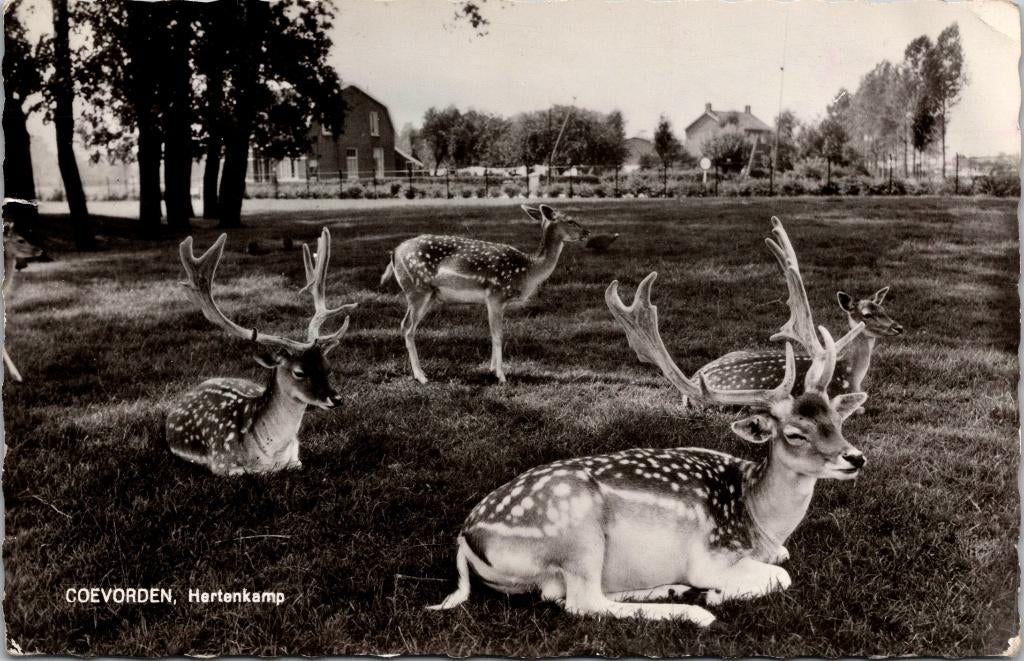 Coevorden - Hertenkamp (1965), Verzenden, 1960 tot 1980, Gelopen, Drenthe