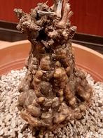 Cephalopentandra ecirrhosa, Huis en Inrichting, Kamerplanten, Verzenden, Halfschaduw, Minder dan 100 cm