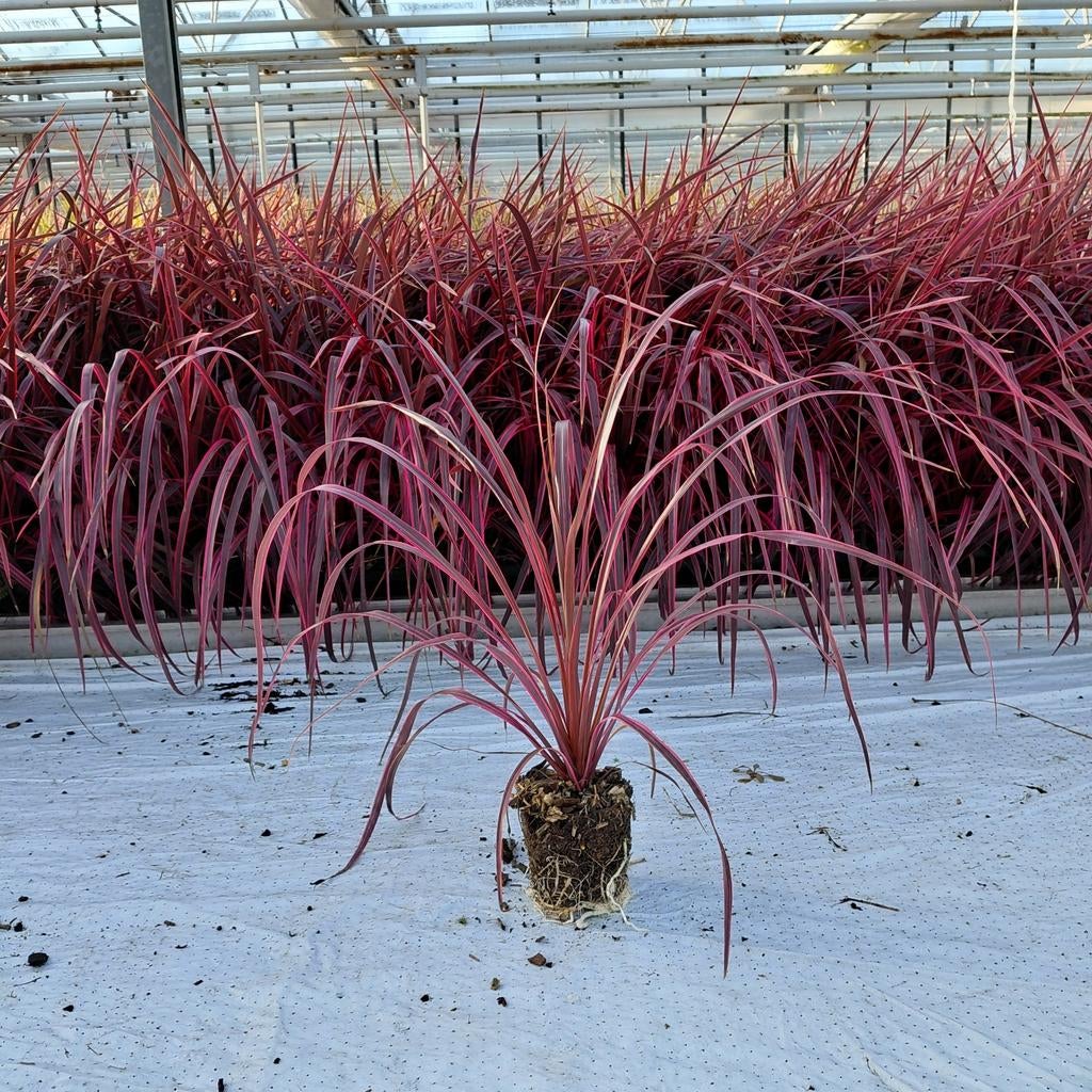 Actie! Cordyline 'Salsa' | Rode Koolpalm | Verzending!, Tuin en Terras, Ophalen of Verzenden, Eenjarig, Overige soorten, Volle zon