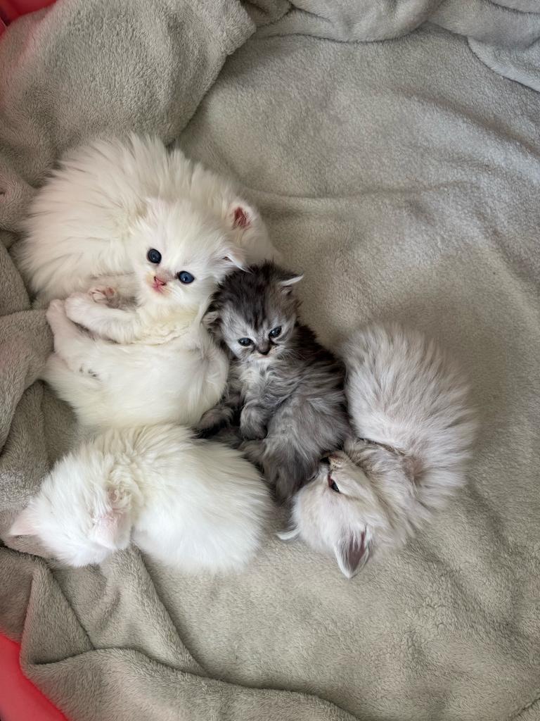 5 sociale langhaar kittens, Britse langhaar x Maine Coon, Dieren en Toebehoren, Katten en Kittens | Raskatten | Langhaar, Meerdere dieren